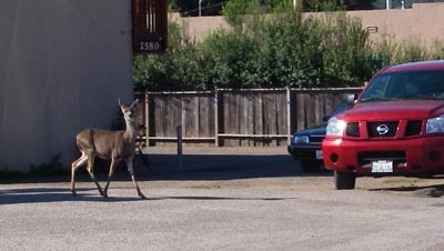 Deer in Cambria