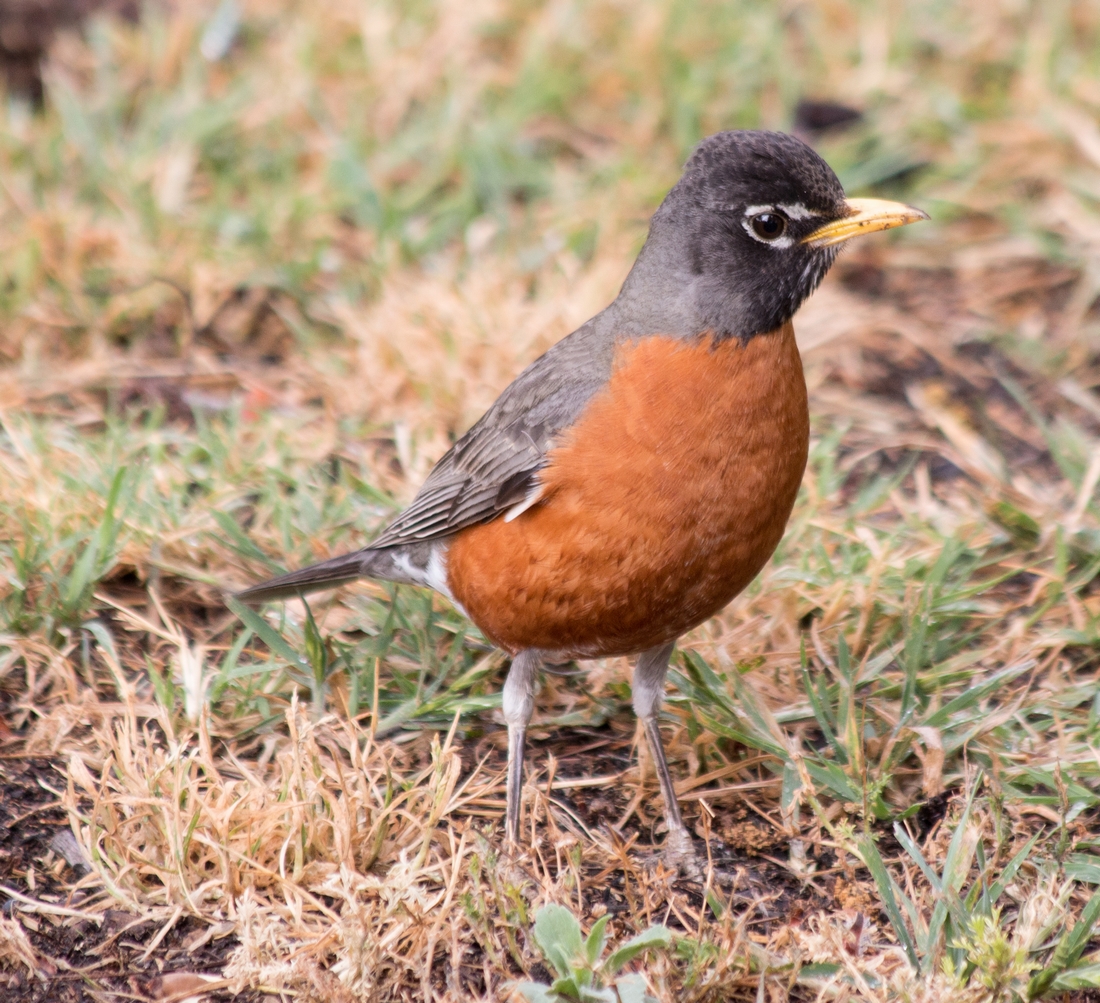 n_Robin.jpg