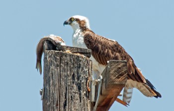 BaldEagle.jpg