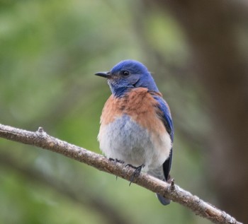 BlueJay.jpg