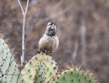 CactusWren.jpg