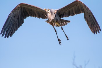 GBheron.jpg
