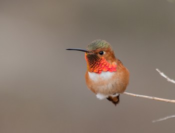 HBird.jpg