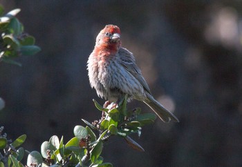 HouseFinch.jpg