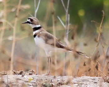 Killdeer1.jpg