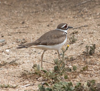 Killdeer2.jpg