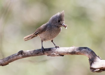 OakTitmouse.jpg