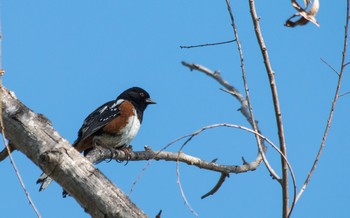SpottedTowhee.jpg