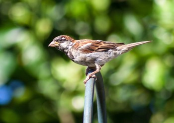 YardBird.jpg